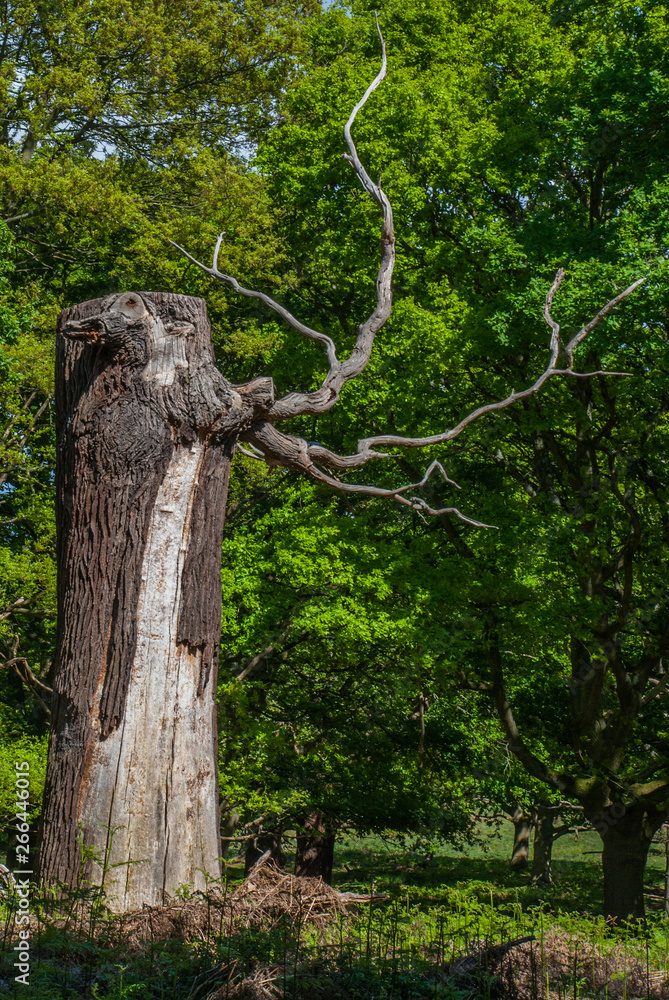 Fototapeta premium trunk of the tree. Tree age. Roots and large stems.