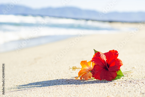 砂浜とハイビスカス