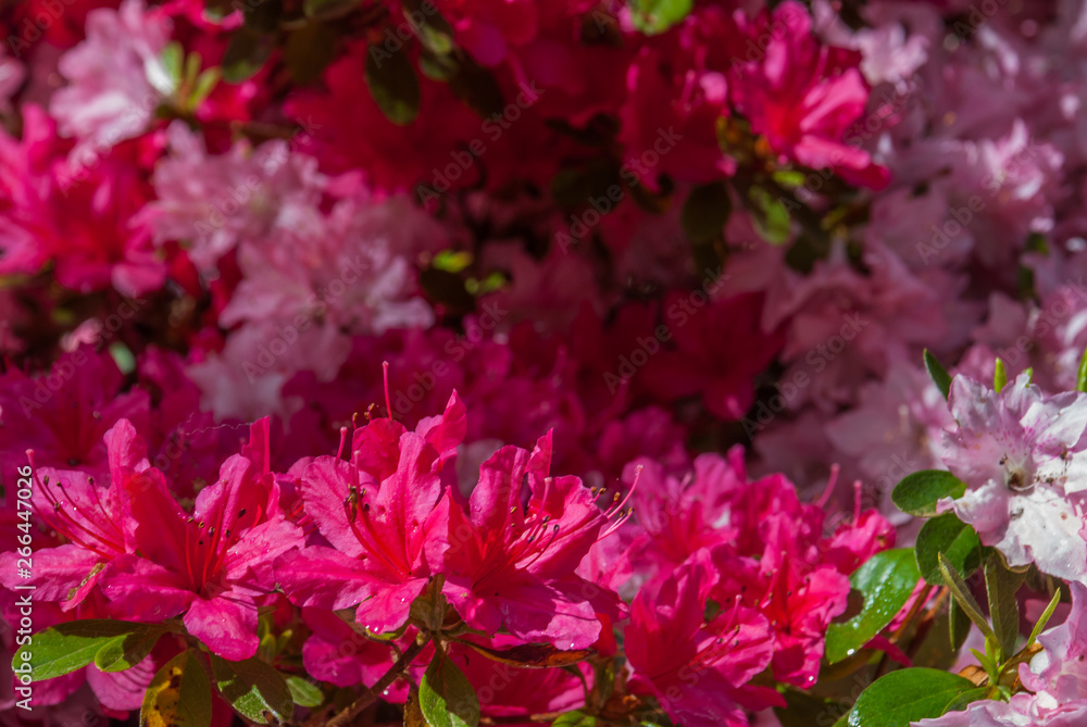 Red flowers and white flowers that receive sunlight in the morning.