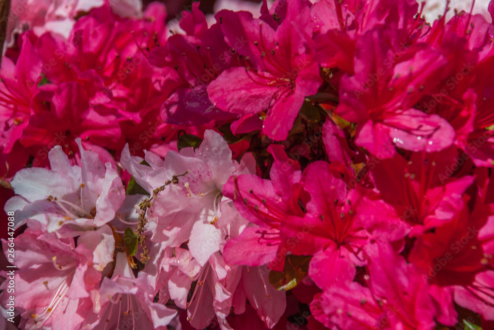 Red flowers and white flowers that receive sunlight in the morning. Red flowers and white flowers that receive sunlight in the morning.