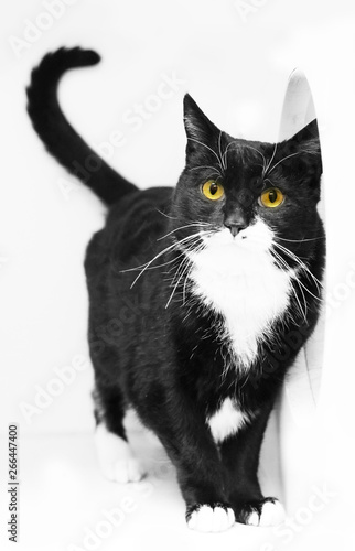Funny cats making silly expressions in black and white and gray.