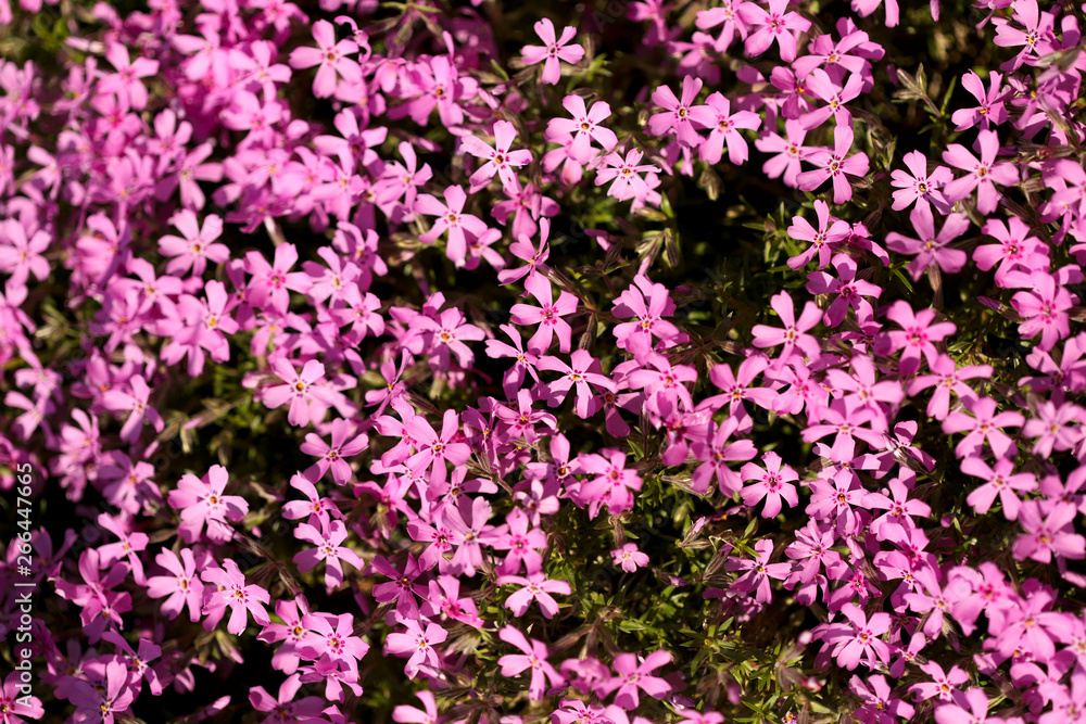 Floral background. Phlox subulata with bright crimson flowers. Cropped shot, horizontal, nobody, plenty of space for text, close-up, top view. Concept of botanical beauty. Floral background. Phlox subulata with bright crimson flowers. Cropped shot, horizontal, nobody, plenty of space for text, close-up, top view. Concept of botanical beauty.