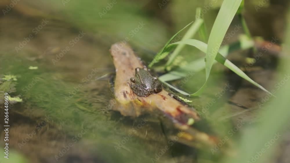 A little frog is resting on a stick. A little frog is resting on a stick.