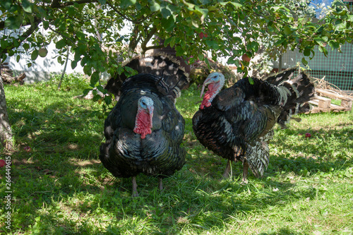 Two male turkeys outdoors in summer walking in the garden. Horizontal photo format