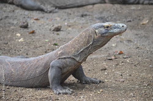 Komodo dragon indonesia bali lizard dinosaur scales