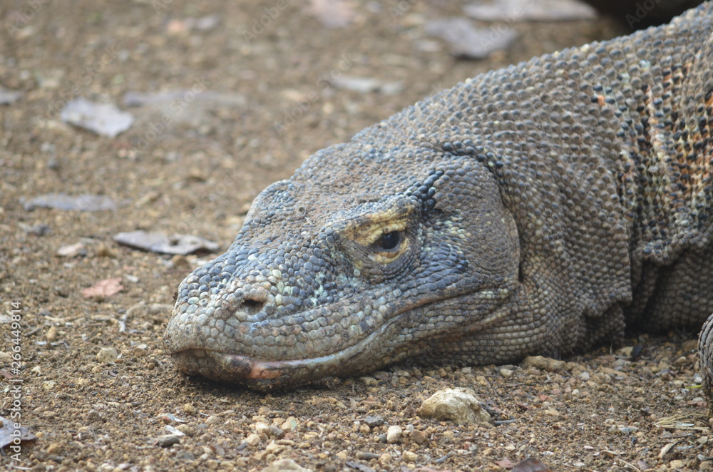 Komodo dragon indonesia bali lizard dinosaur scales Komodo dragon indonesia bali lizard dinosaur scales