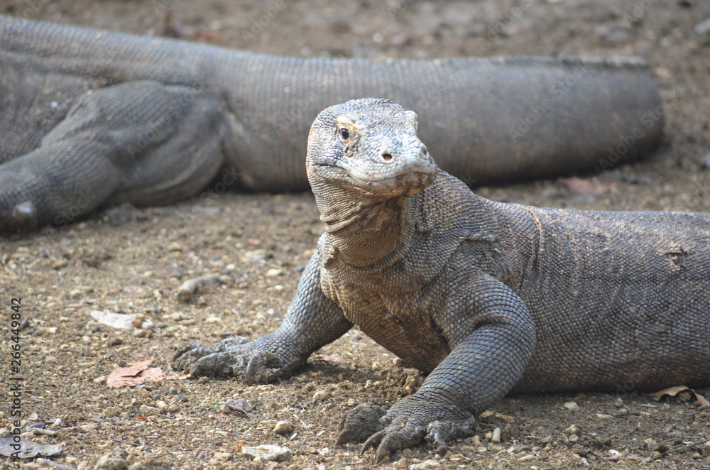 Komodo dragon indonesia bali lizard dinosaur scales Komodo dragon indonesia bali lizard dinosaur scales
