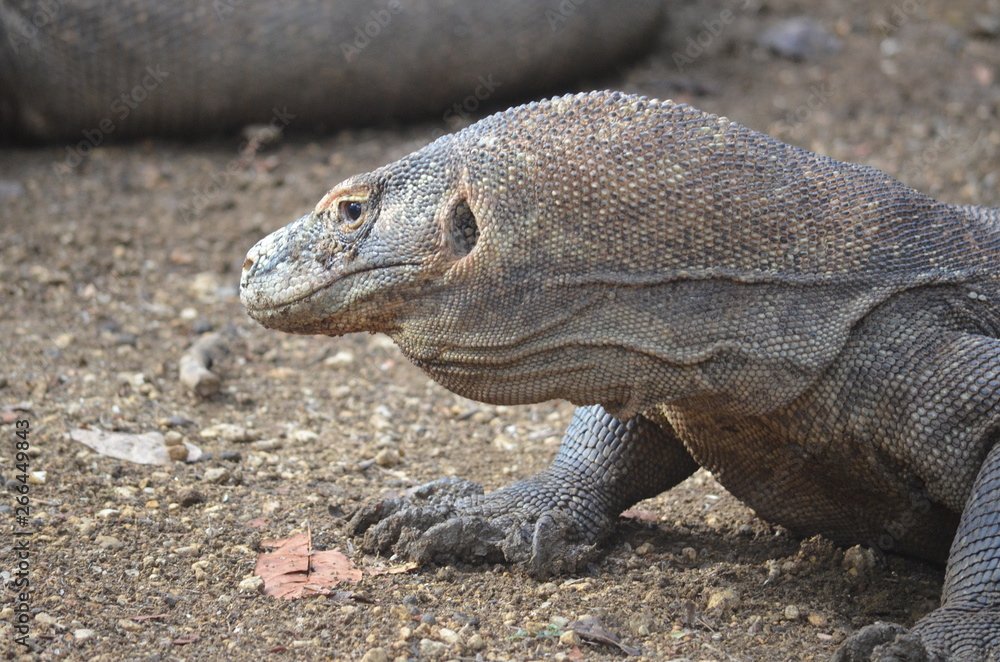 Komodo dragon indonesia bali lizard dinosaur scales
