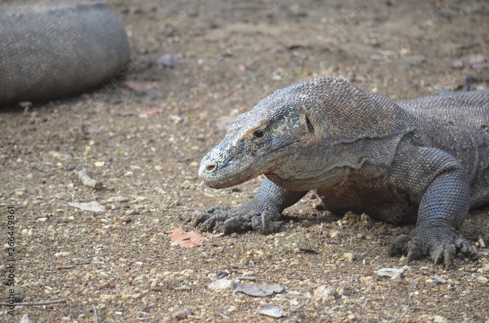 Komodo dragon indonesia bali lizard dinosaur scales Komodo dragon indonesia bali lizard dinosaur scales