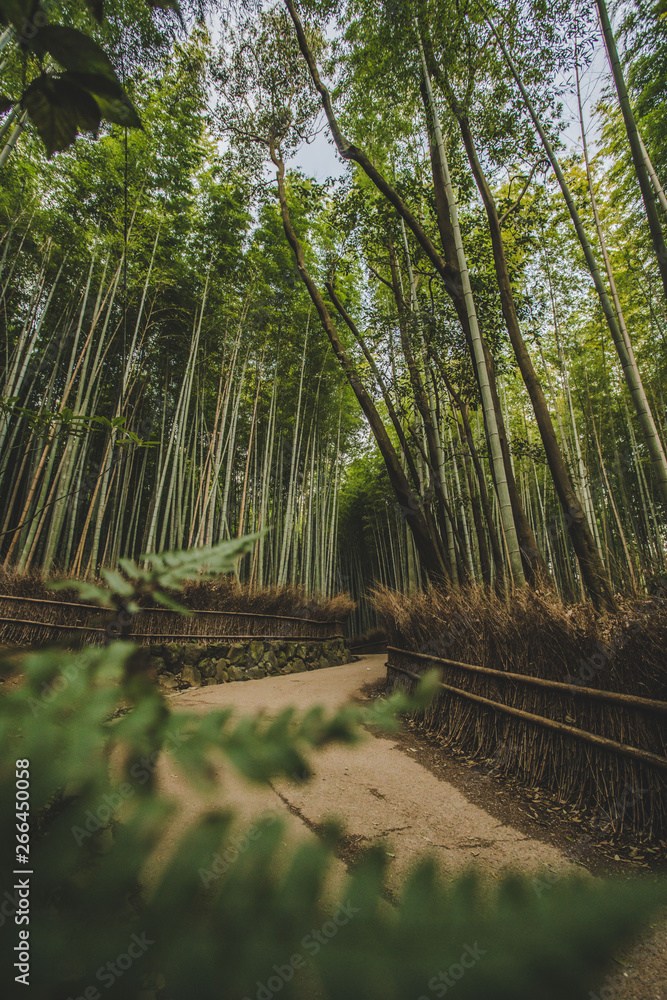 Obraz premium arashiyama bamboo forest kyoto japan