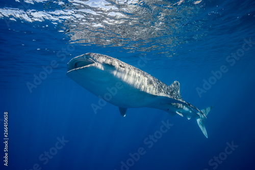 Whale Shark Feeding at he surface © Ollie