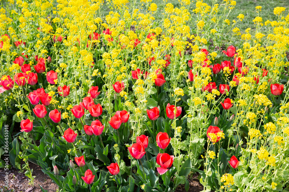 黄色と赤の花壇