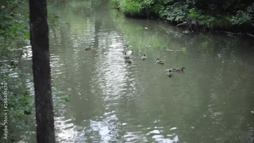 Mallard ducks swimming down river