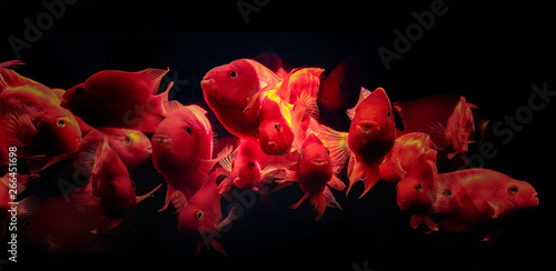 herd of Aquarium fish Red Parrot photo