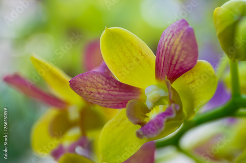 Beautiful orchid flower with natural background