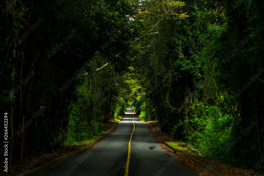 Fototapeta premium An amazing fantasy landscape inside Patagonia forest, a road going deep inside the forest creating an amazing tree tunnel on an awe natural scenery at sunlight. A nice perspective on an infinity road