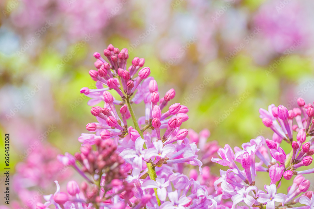 Fototapeta premium Blooming purple lilac flowers, spring close-up in spring,Syringa Linn.