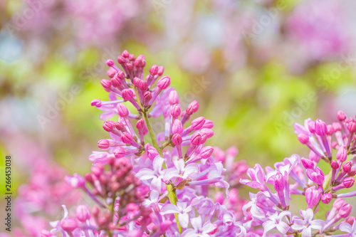 Blooming purple lilac flowers, spring close-up in spring，Syringa Linn. © Jianyi Liu 