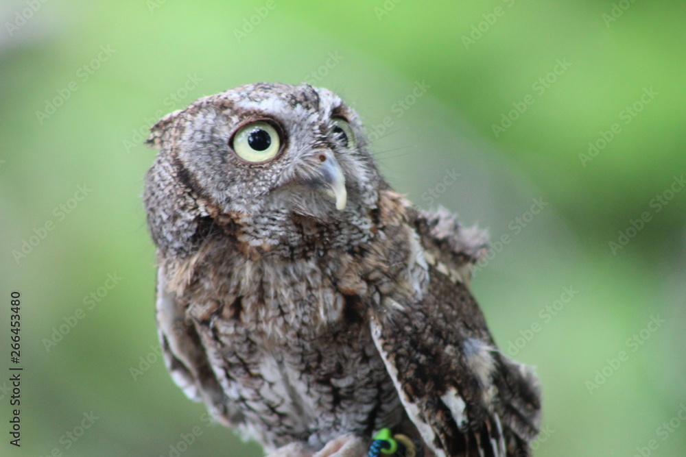 Eastern Screech Owl at George C. McGough Nature Park, Largo, FL Eastern Screech Owl at George C. McGough Nature Park, Largo, FL