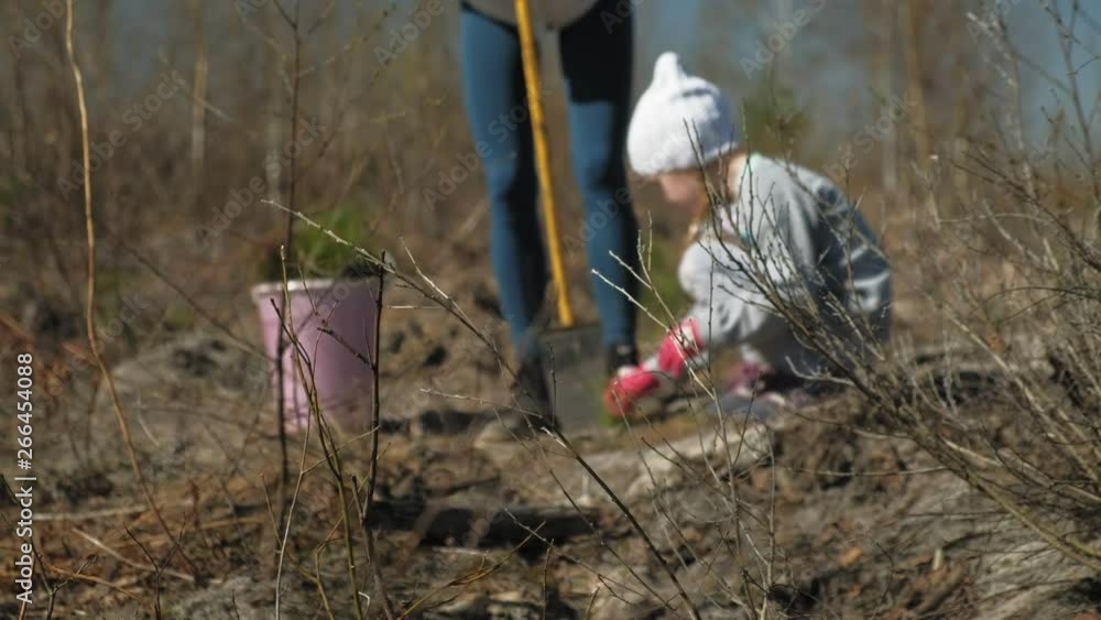 Planting tree saplings. Forest restoration, protection of ecology. Planting tree saplings. Forest restoration, protection of ecology.
