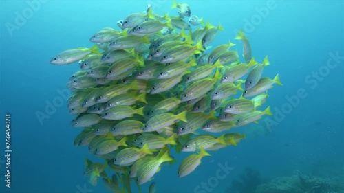 Bluestripe and Bigeye Snapper on a coral reef. Central Raja Ampat dive site Mioskon 4k footage