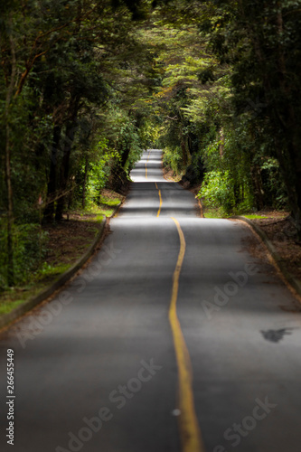 An amazing fantasy landscape inside Patagonia forest, a road going deep inside the forest creating an amazing tree tunnel on an awe natural scenery at sunlight. A nice perspective on an infinity road