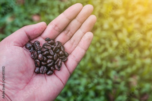 Coffee beans on hand in green field background