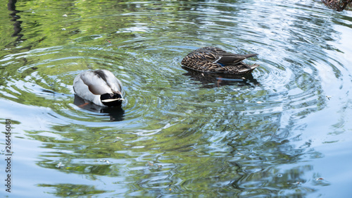 Camera Shy Ducks