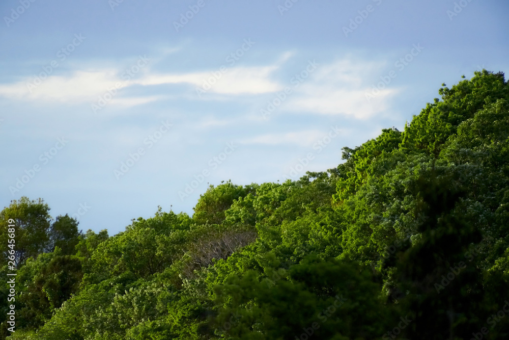 森林と空