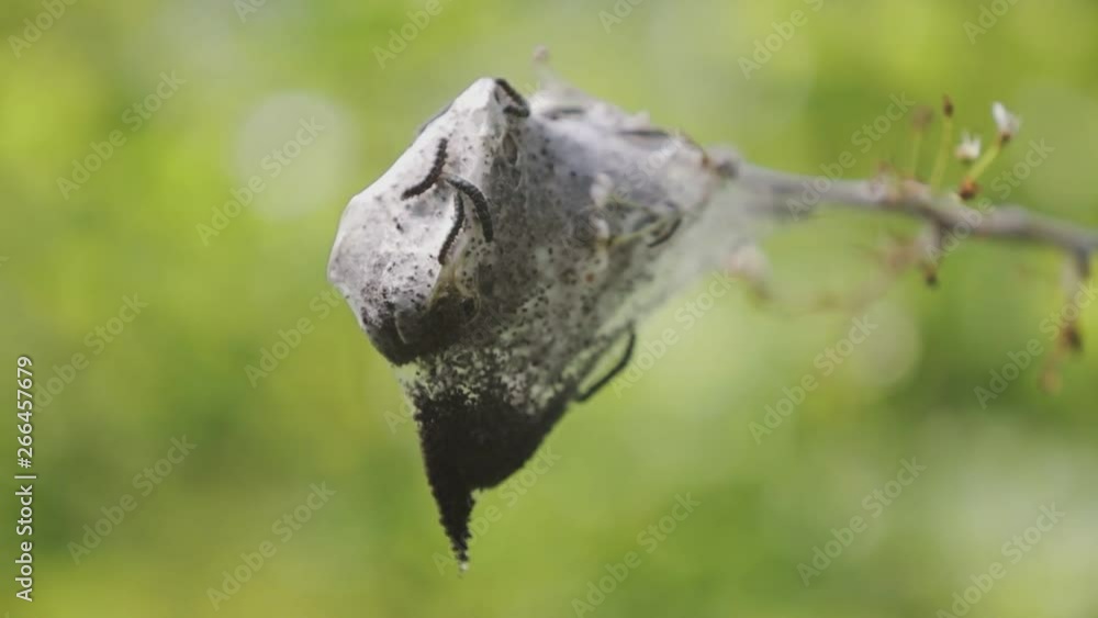 Larva cocoon in the middle of nature. Larva cocoon in the middle of nature.