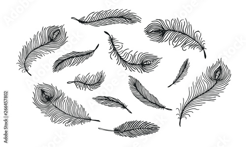 Set of black hand drawn different Peacock feather on white background. Isolated vector illustration