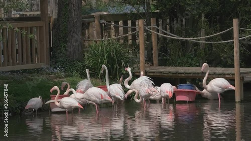 Flock of flamingos standing togerther in the lake photo