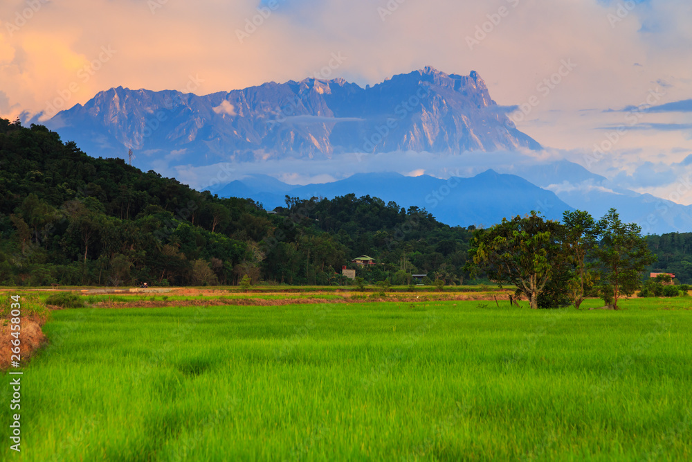 Beautiful sunset landscape view of young paddy field with Mount Kinabalu