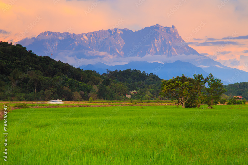 Beautiful sunset landscape view of young paddy field with Mount Kinabalu