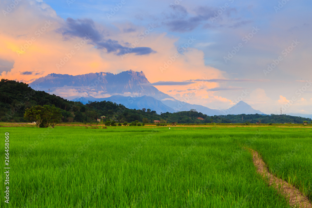 Fototapeta premium Beautiful sunset landscape view of young paddy field with Mount Kinabalu