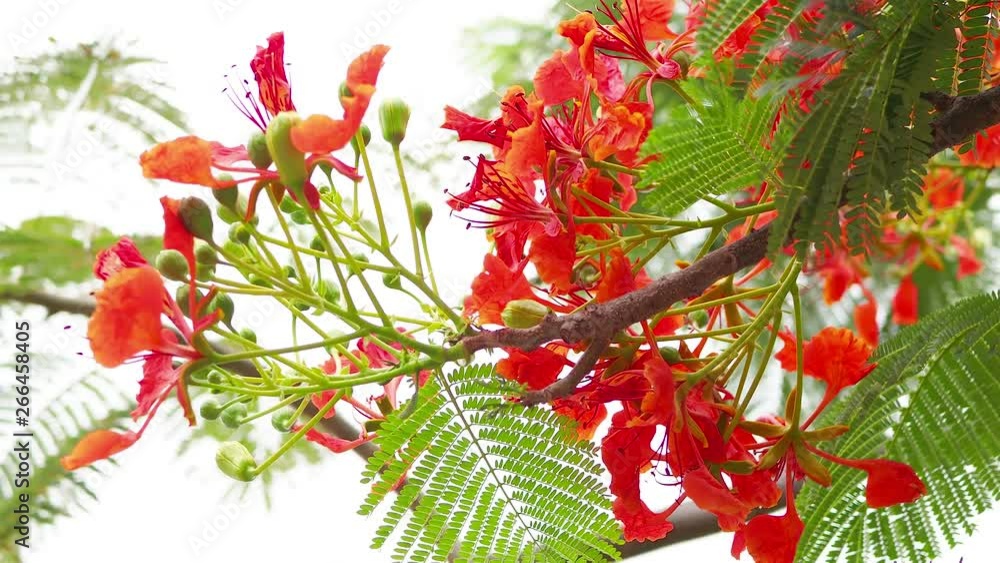 Red royal poinciana flower, flor del flamboyan, flame of the forest Red royal poinciana flower, flor del flamboyan, flame of the forest