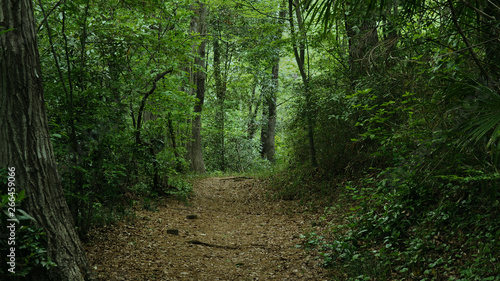 Forest trail