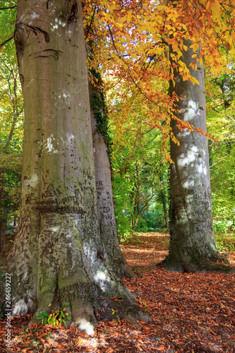Thüringer Wald in den Herbstfarben