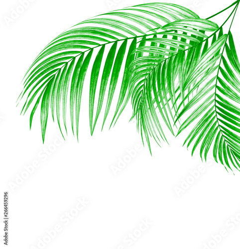 leaves of palm tree on white background