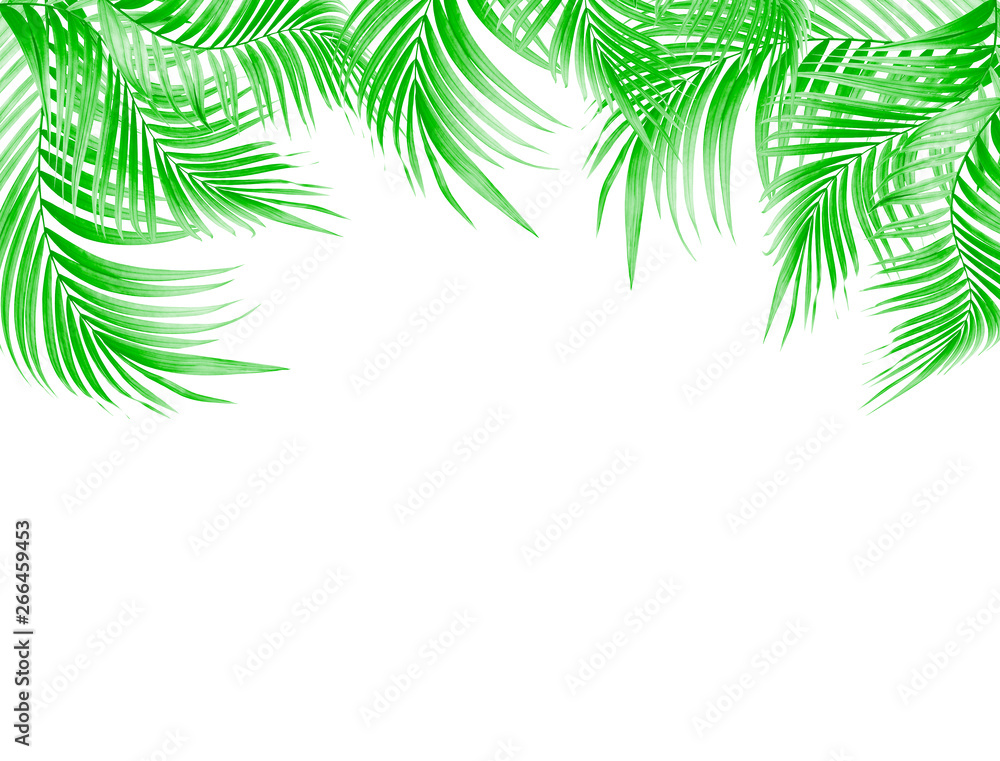 Green leaf of palm tree on white background Green leaf of palm tree on white background