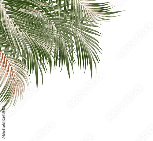 Fototapeta Naklejka Na Ścianę i Meble -  leaves of palm tree on white background