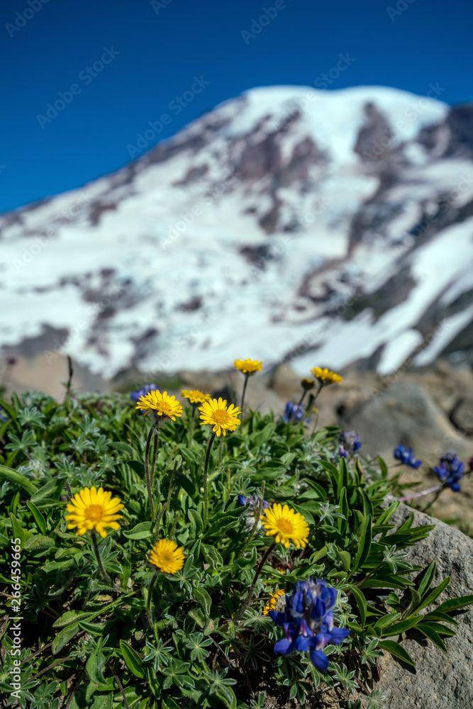 Obraz premium Beautiful wildflowers and Mount Rainier, Washington state