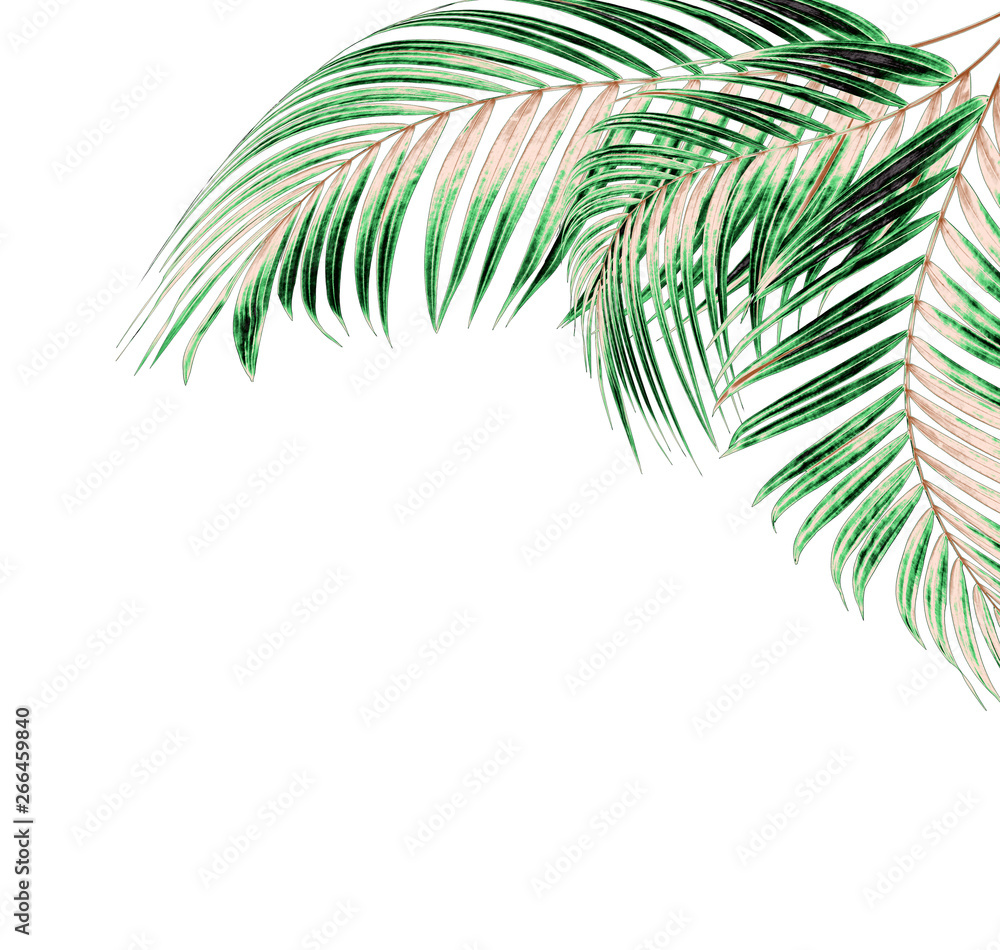 Fototapeta leaves of palm tree on white background