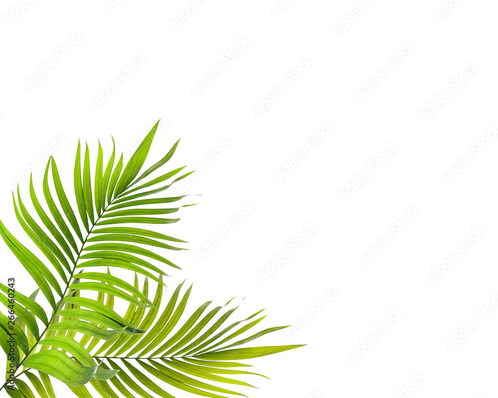 green palm leaf on white background