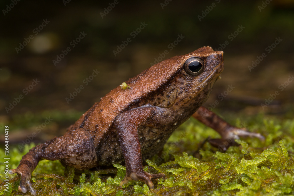 Beautiful Kinabalu Sticky Frog of Sabah, Borneo Island Beautiful Kinabalu Sticky Frog of Sabah, Borneo Island