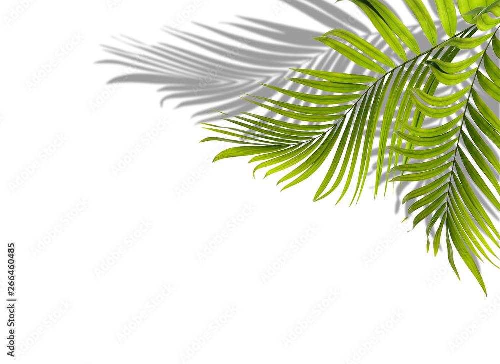 green leaf of palm tree with shadow on white background green leaf of palm tree with shadow on white background