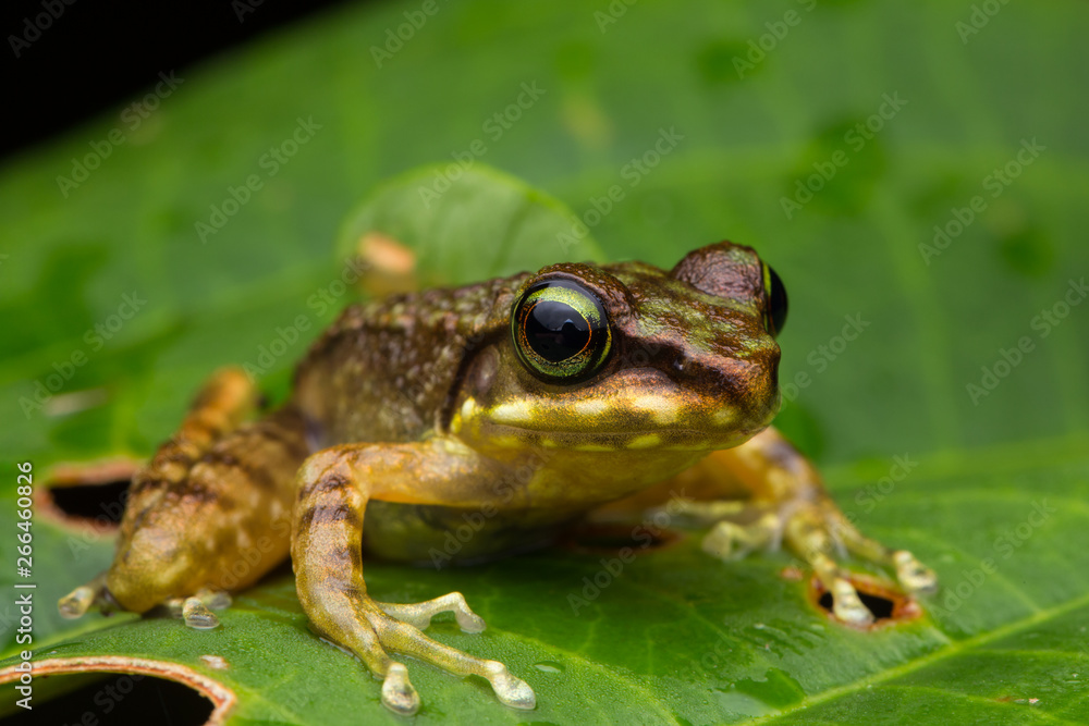Frog on green leaves isolated on black, Torrent Frog of Borneo Island Frog on green leaves isolated on black, Torrent Frog of Borneo Island