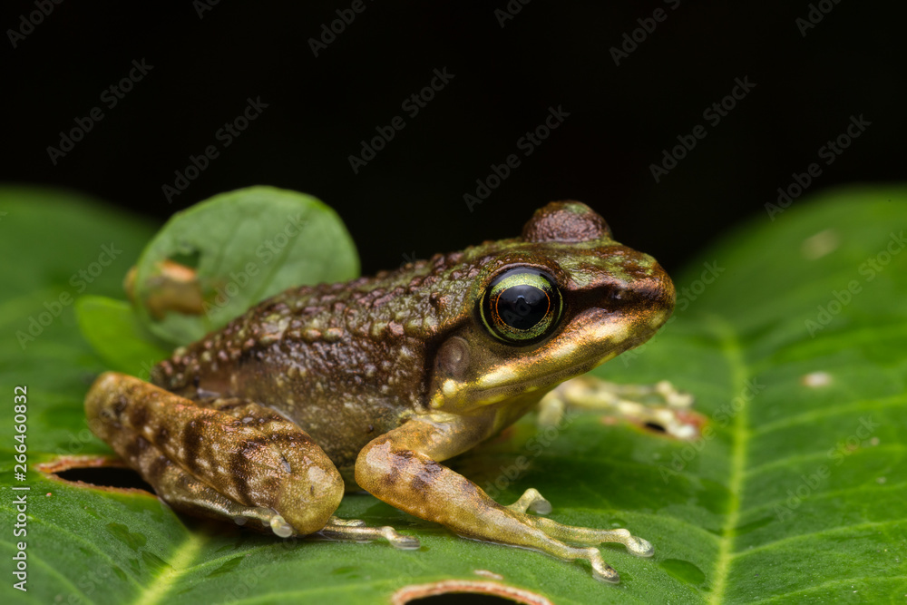 Obraz premium Frog on green leaves isolated on black, Torrent Frog of Borneo Island