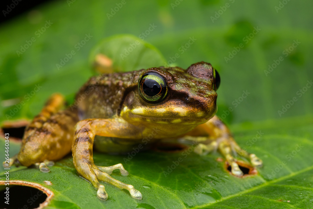 Frog on green leaves isolated on black, Torrent Frog of Borneo Island Frog on green leaves isolated on black, Torrent Frog of Borneo Island