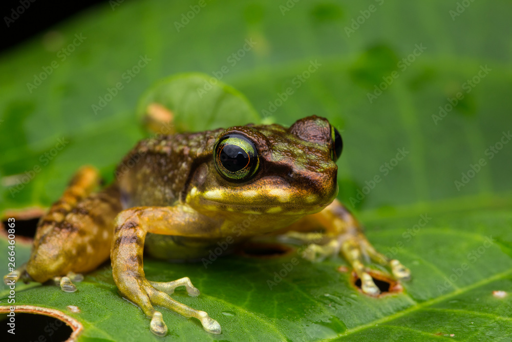 Frog on green leaves isolated on black, Torrent Frog of Borneo Island Frog on green leaves isolated on black, Torrent Frog of Borneo Island